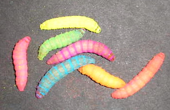 COLORED LIVE WAX WORMS                    
