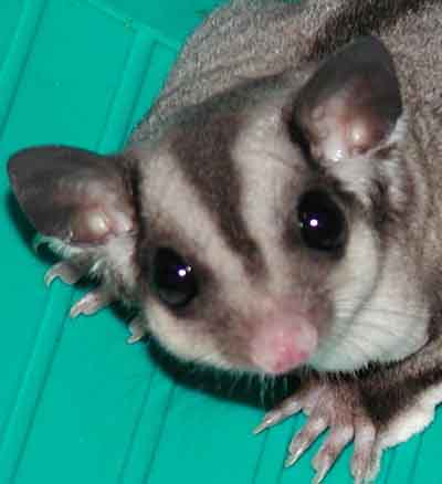 SUGAR GLIDERS EAT WAX WORMS & MEALWORMS