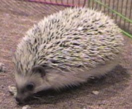 Hedgehogs Will Eat Wax Worms & Mealworms