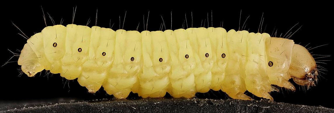 Powered by Best Bet Inc :: The Art of Growing Waxworms/Bee Moths