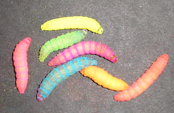 COLORED LIVE WAX WORMS                    
