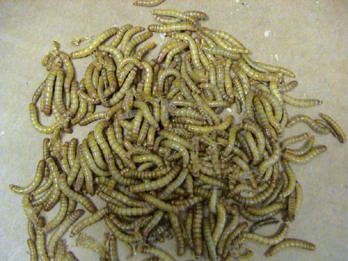 We selll Bulk Mealworms 