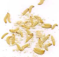 WAX WORMS